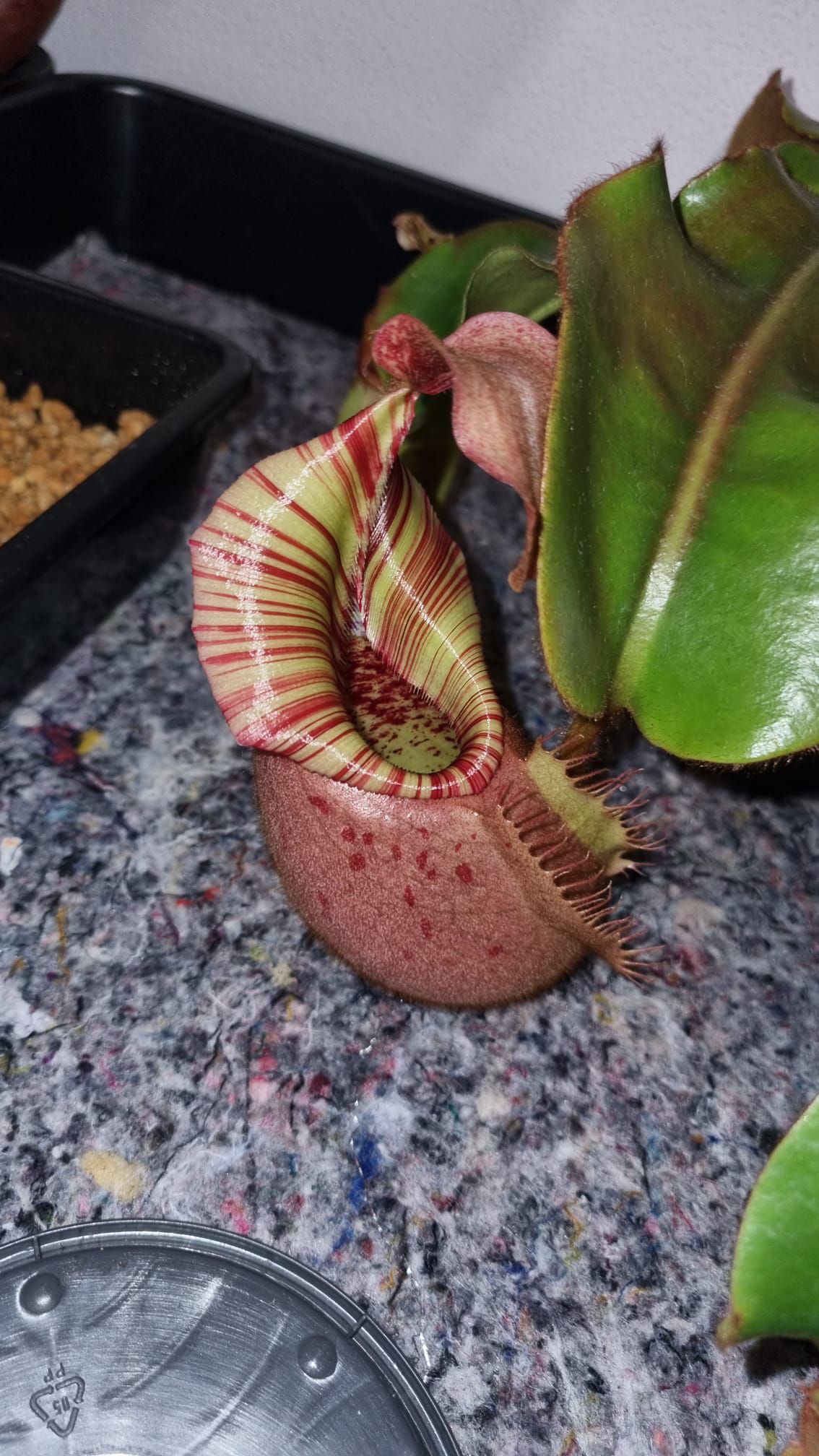Nepenthes veitchii with intensely colored traps