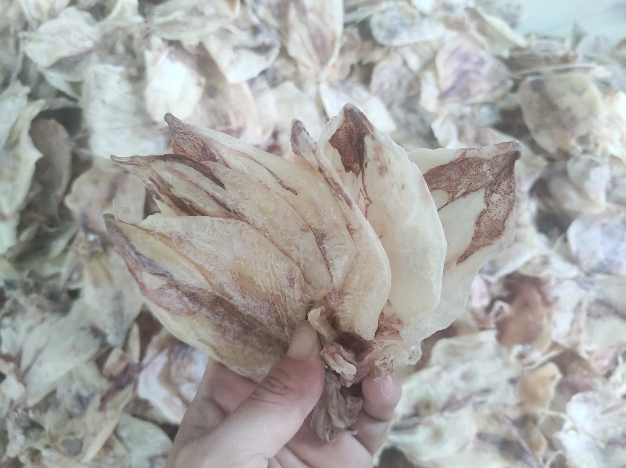 Mực Rim cay- Đặc sản Quảng Bình