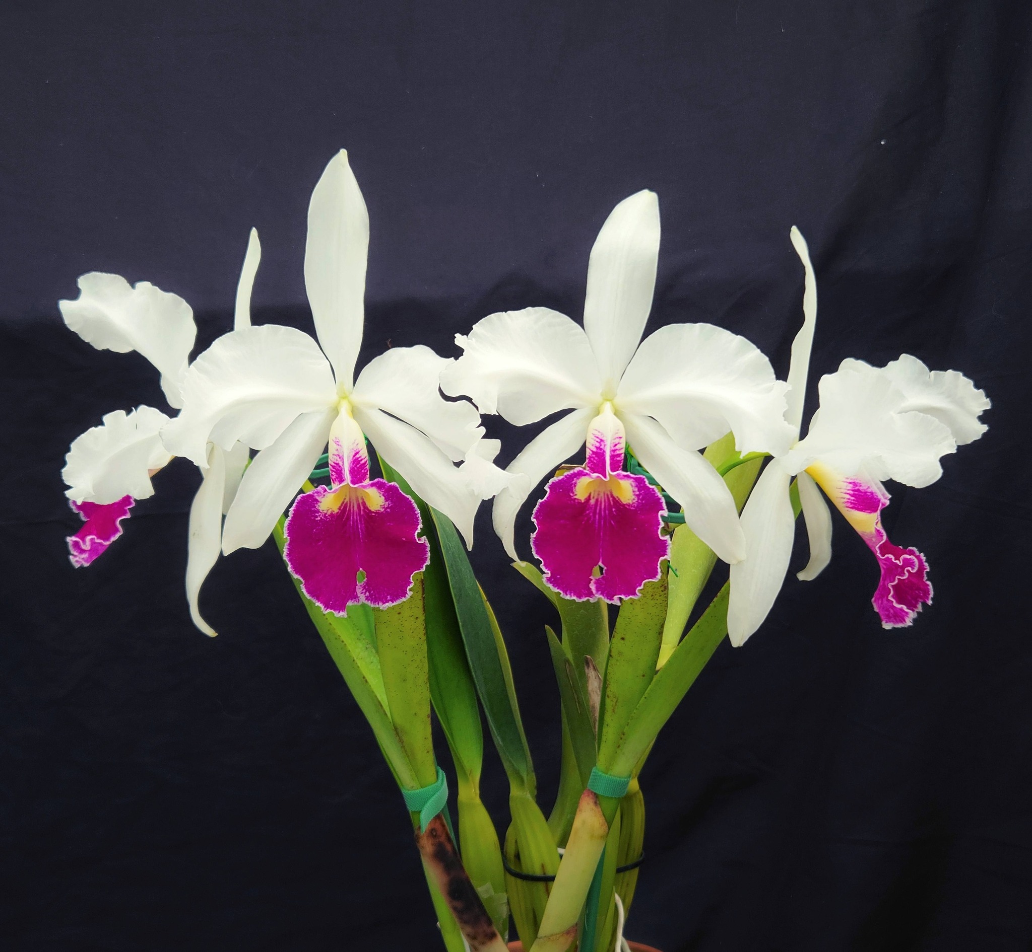 Cattleya warscewiczii semi-alba 'Loverson' orchid's unique lip color
