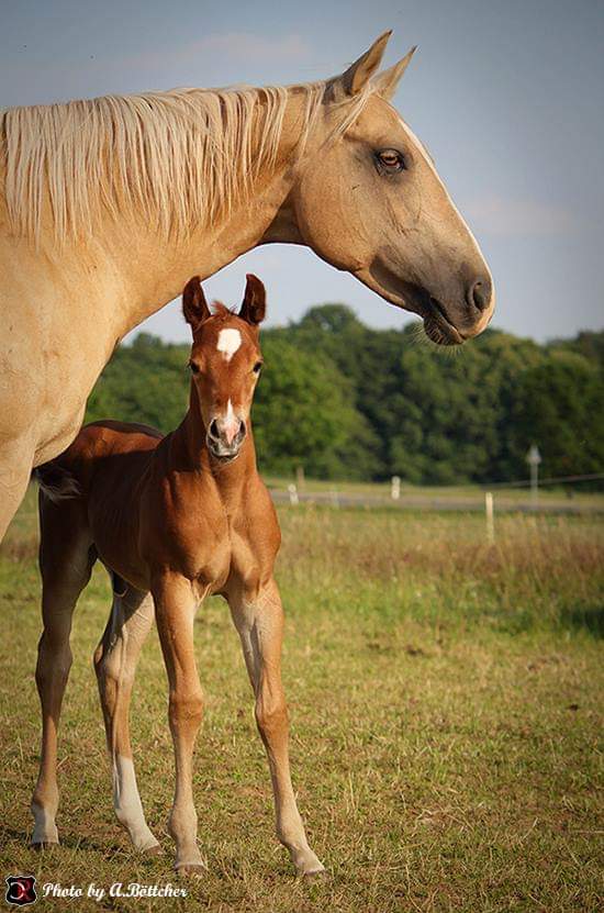 Cooper Ranch - Westernreiten nach Cowboyart bei Nordhausen added a new ...