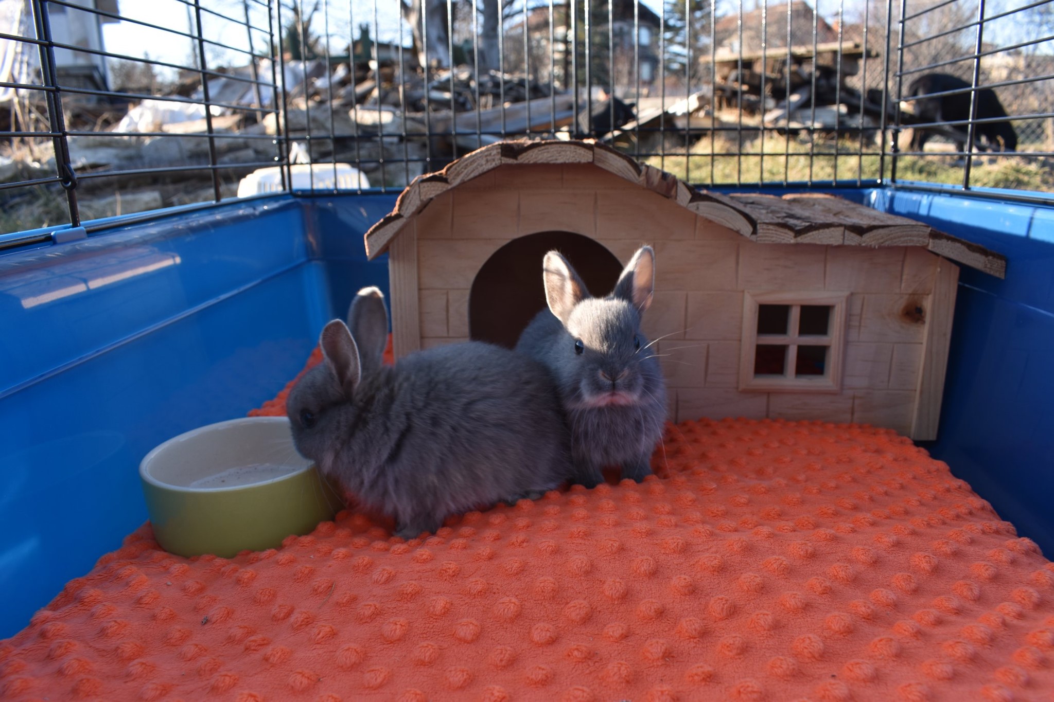 Vet Care Plus Rabbit... - Vet Care Plus Rabbit Zooland