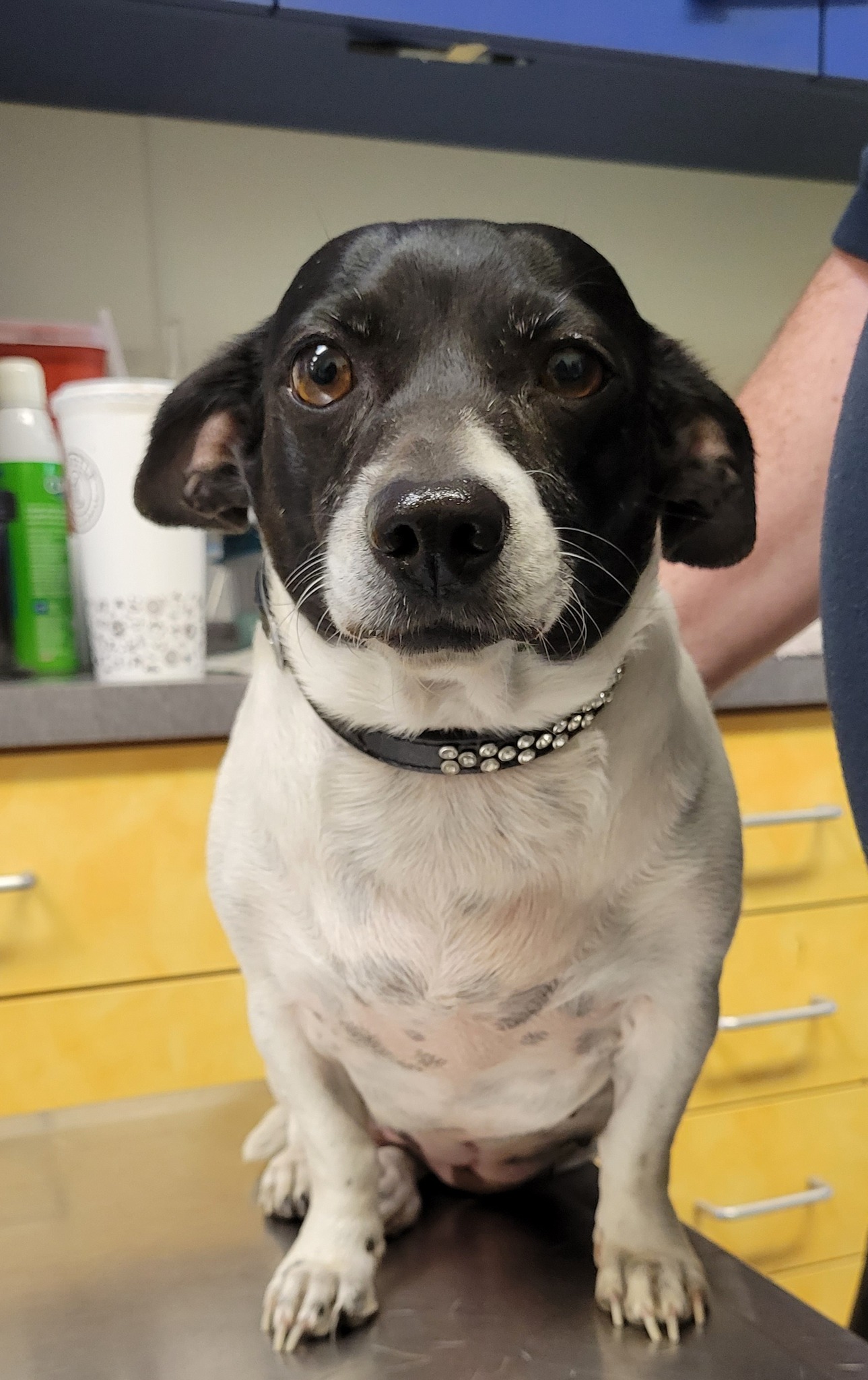 REDEEMED Stray A133446 Susie... - Rowan County Animal Shelter | Facebook