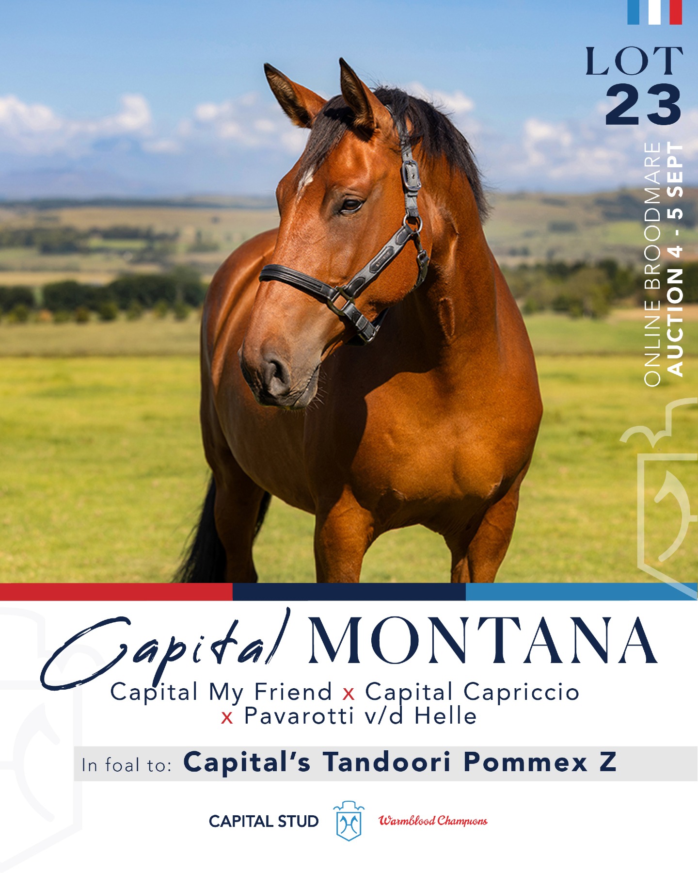 ★Nammy★ LOT 23 - CAPITAL MONTANA (Capital My Friend x Capital Capriccio x