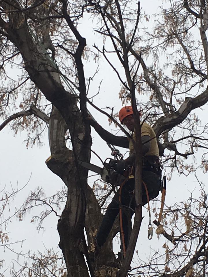 Tree Takers | Kaysville UT