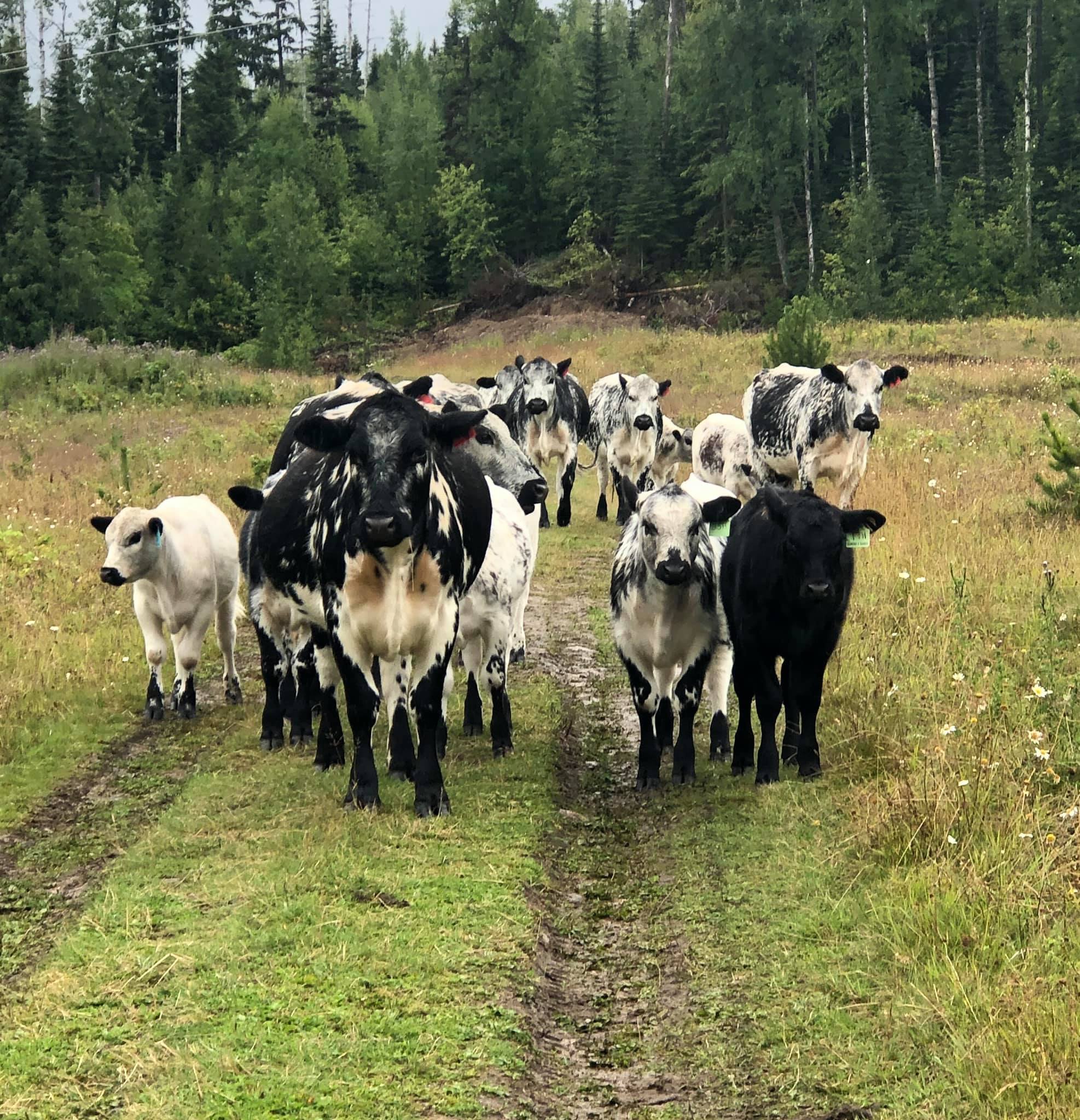 Diamond K Ranch
