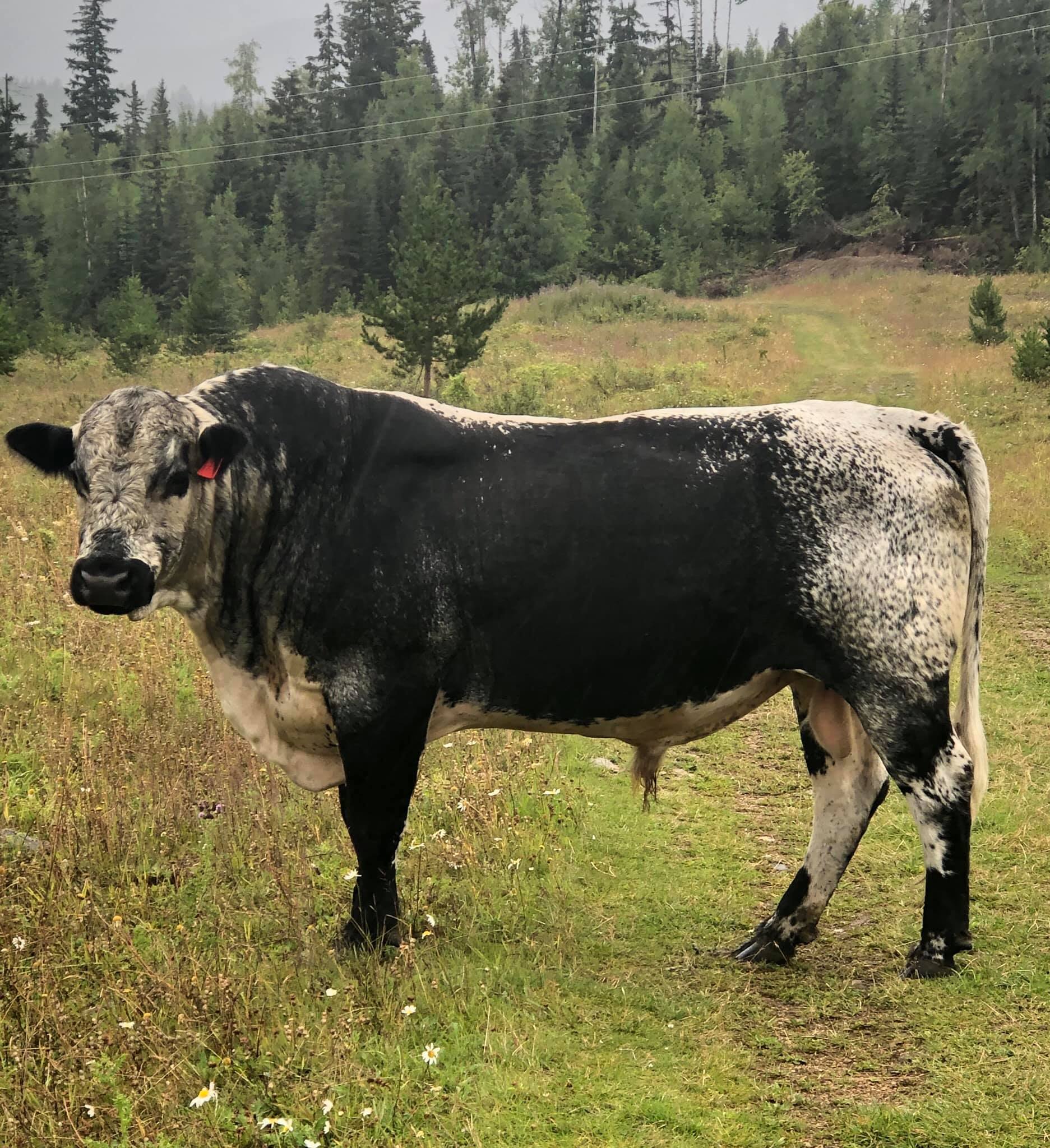 Diamond K Ranch