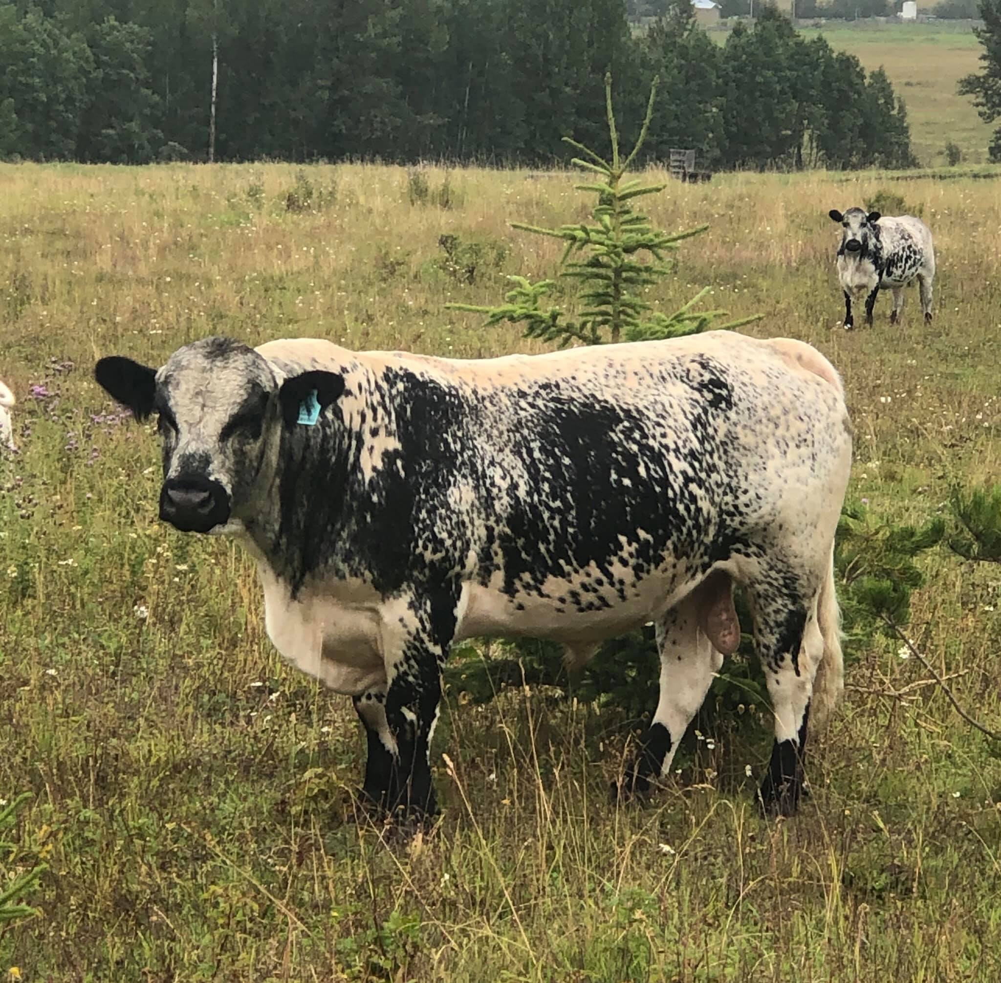 Diamond K Ranch