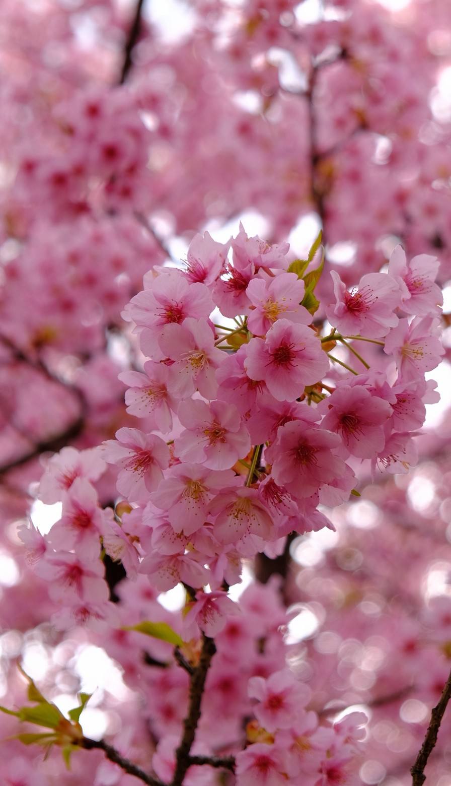 明日香村 河津桜見頃です。 春の訪れを告げる菜の花も咲いていました
