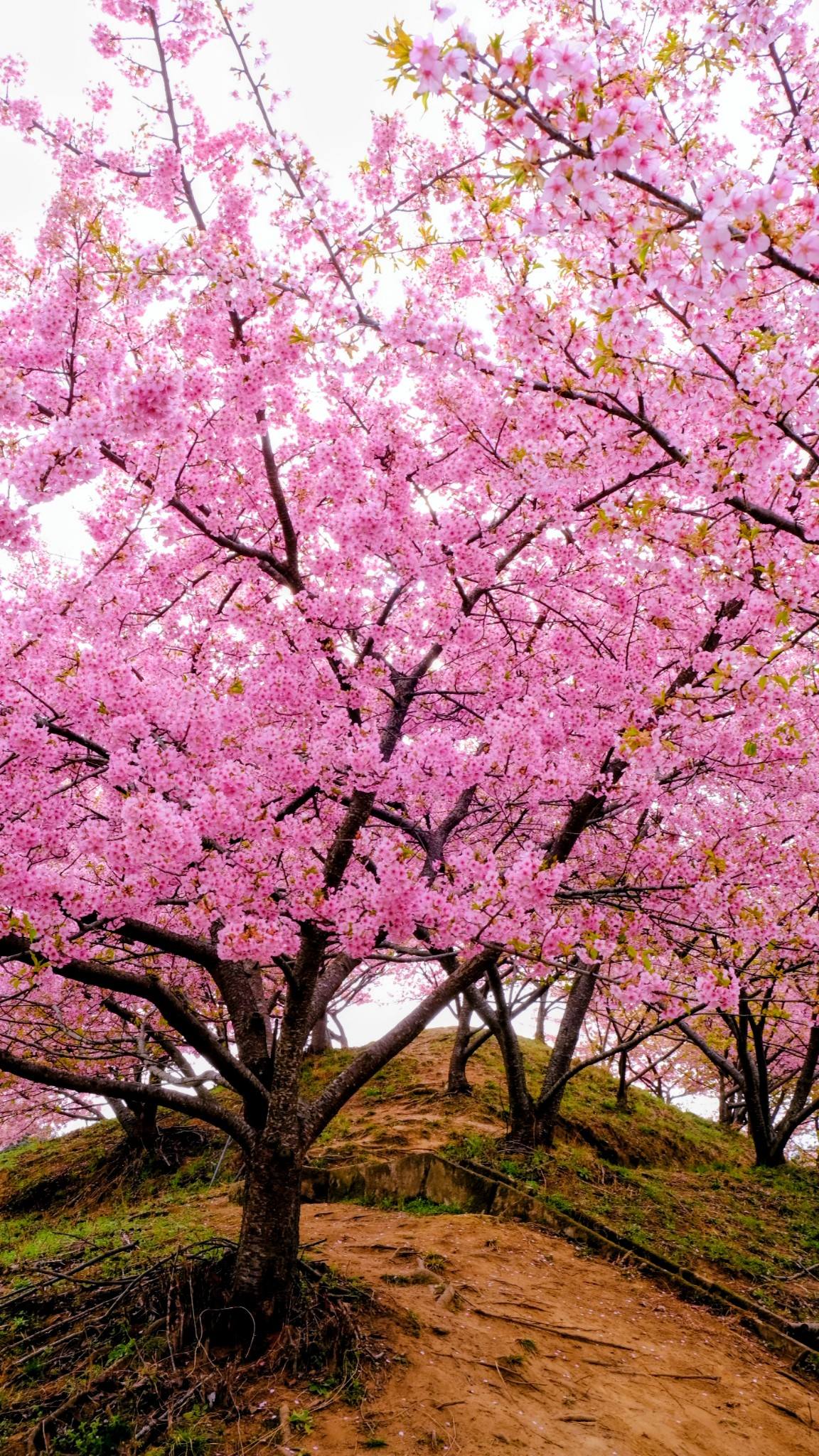 明日香村 河津桜見頃です。 春の訪れを告げる菜の花も咲いていました