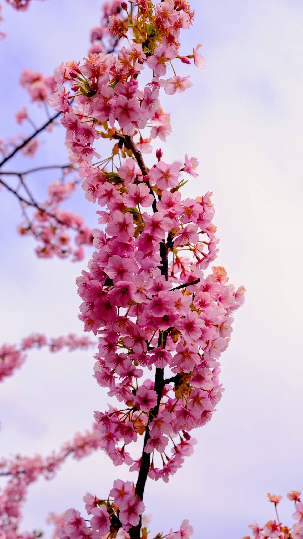 明日香村 河津桜見頃です。 春の訪れを告げる菜の花も咲いていました
