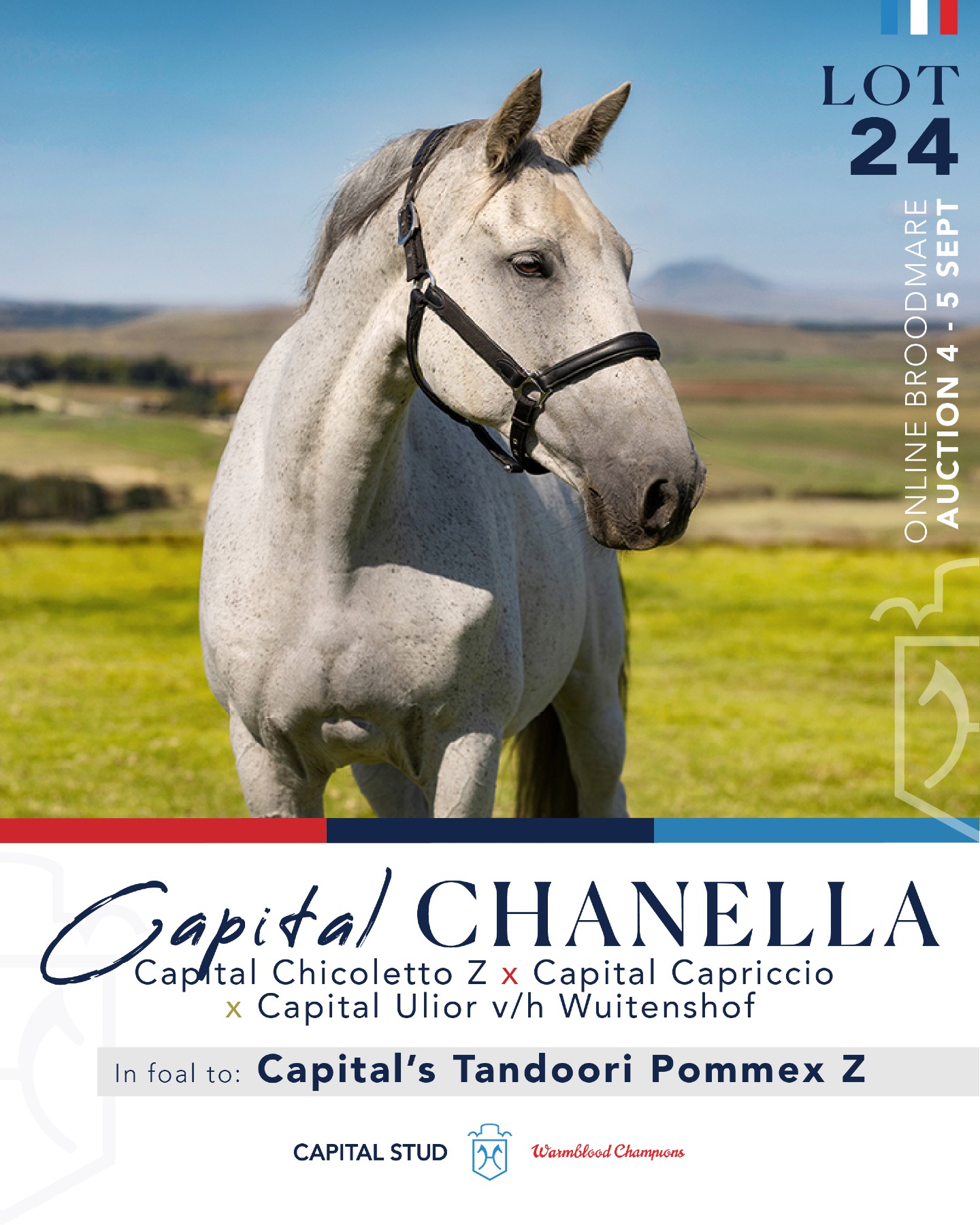 LOT 24 - CAPITAL CHANELLA (Capital Chicoletto Z x Capital