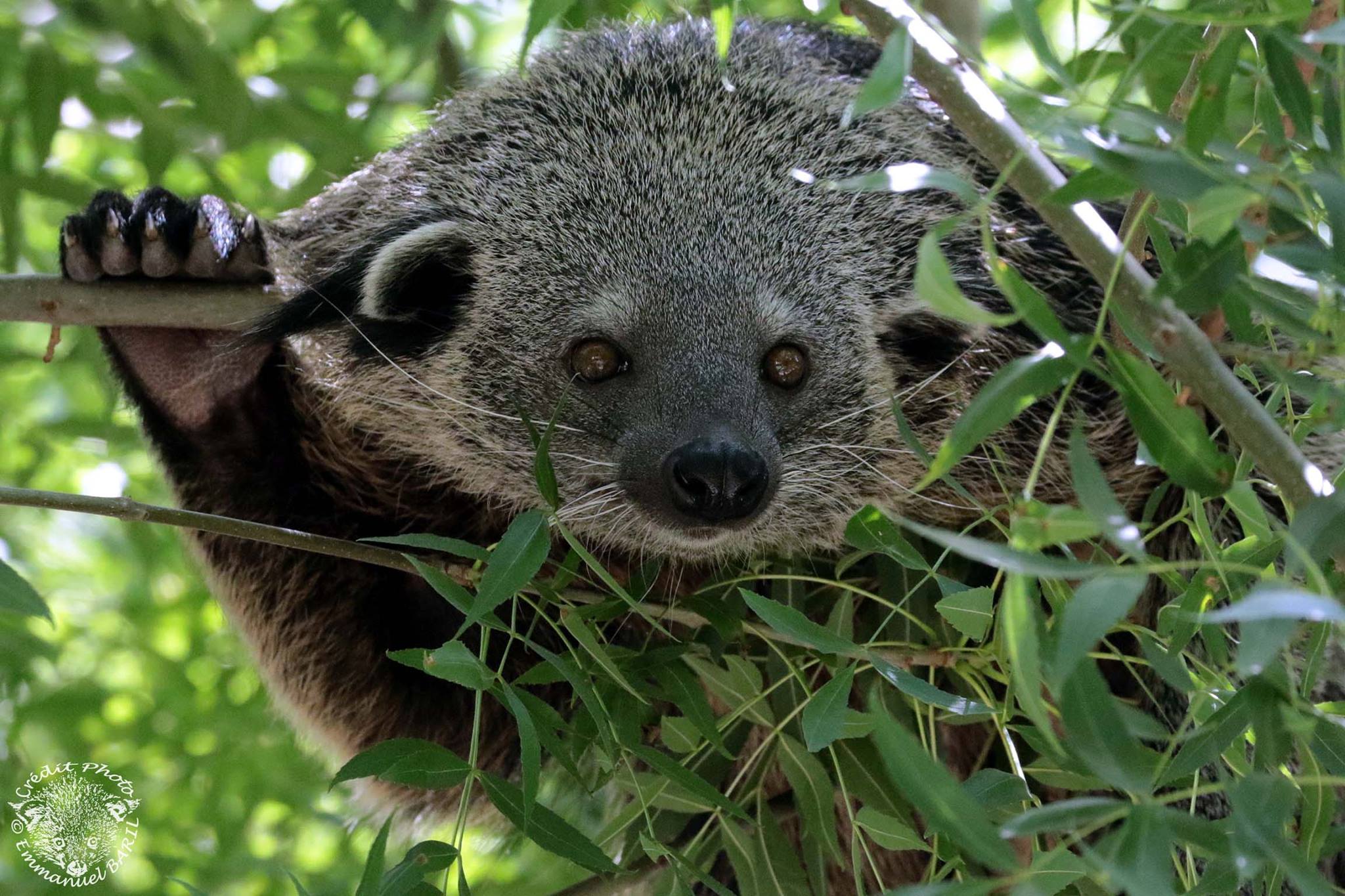 abconservation-anjir-septembre-2018-facebook