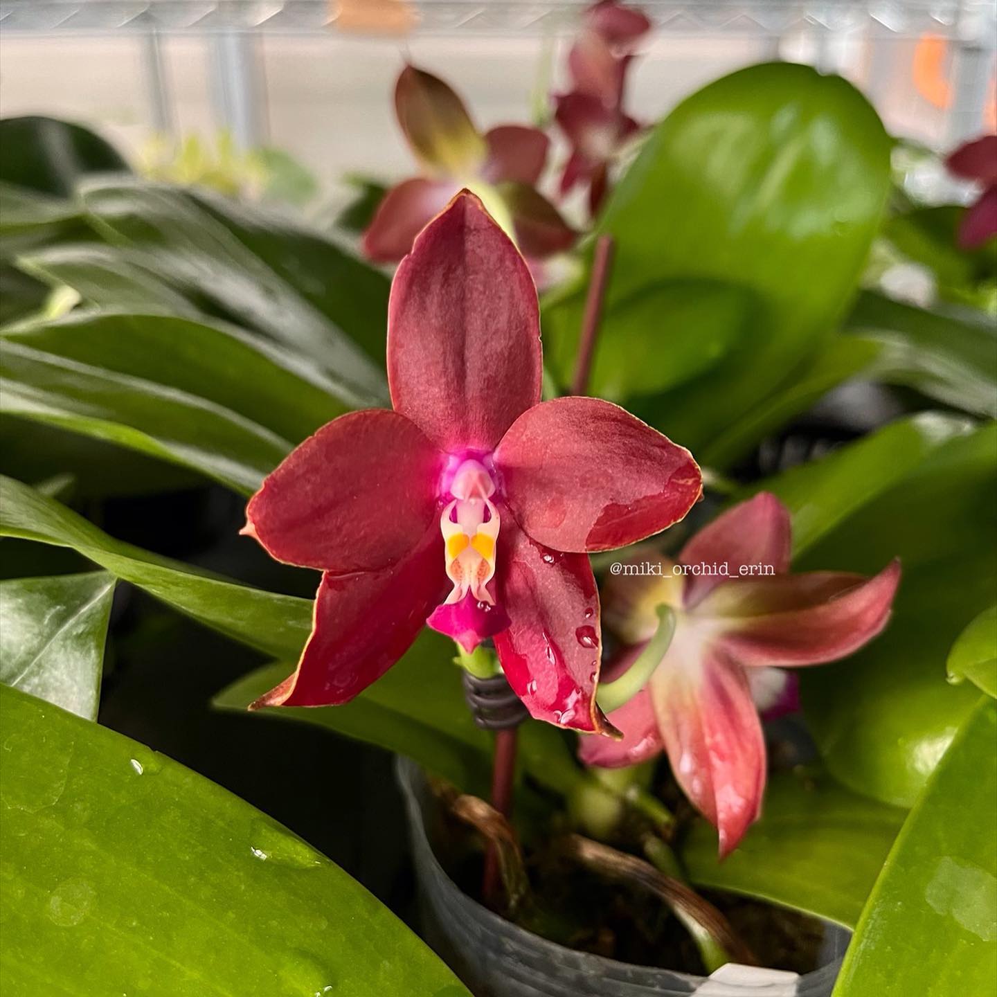 Phal. OX Lion King 牛記獅子王 ? WeChat微信ID：mikiorchid ? more 