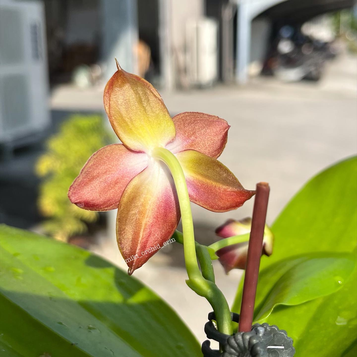 Phal. OX Lion King 牛記獅子王 ? WeChat微信ID：mikiorchid ? more 