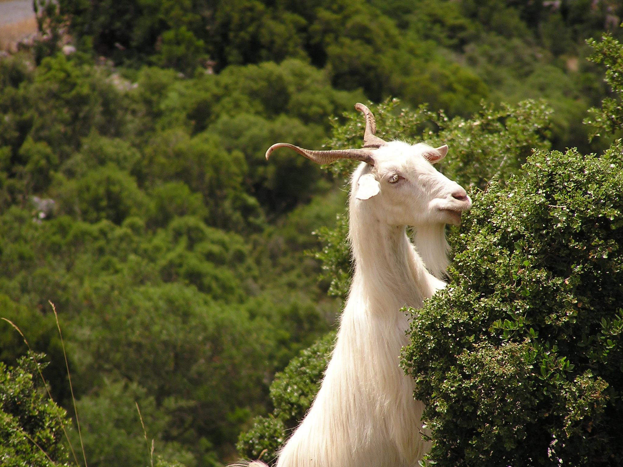 CAPARA