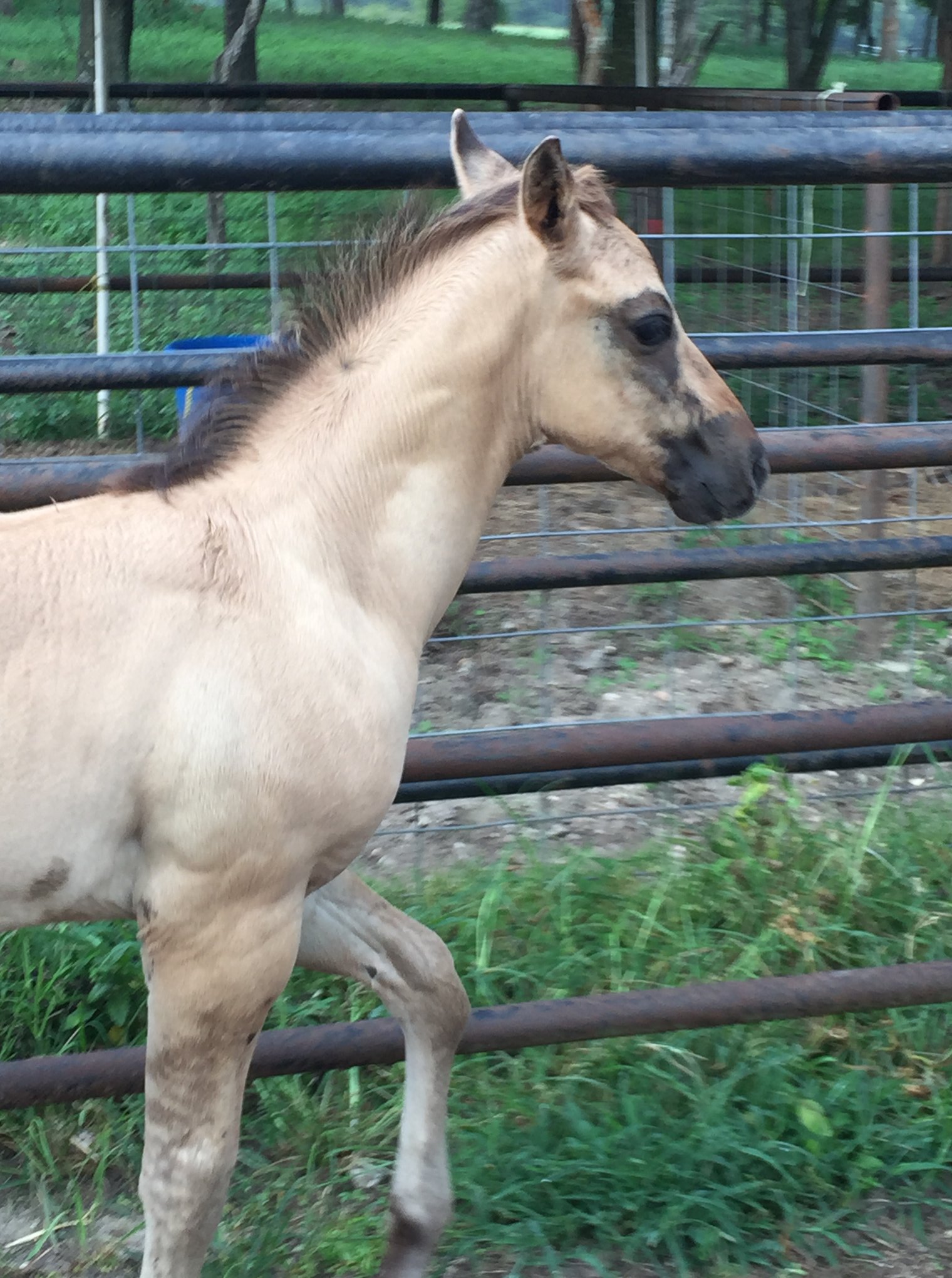 Meet Festus!! Our newest addition to... - Stofa Rosa Ranch | Facebook