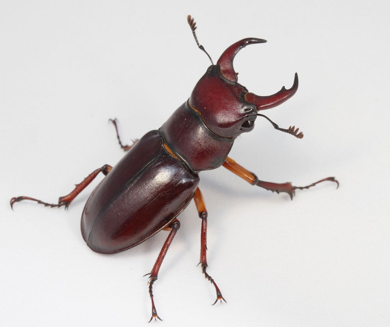 Ecologia alimentare delle larve di cervo volante Lucanus cervus Di 