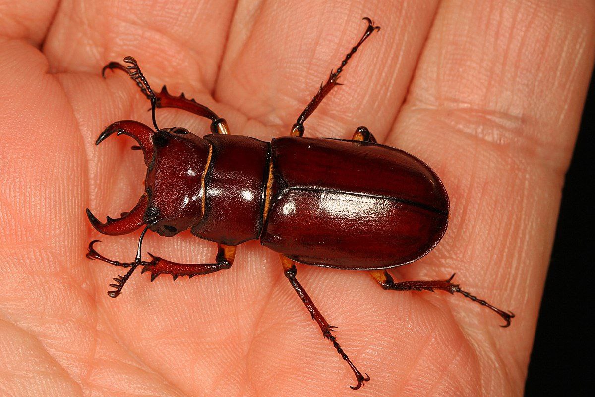 Ecologia alimentare delle larve di cervo volante Lucanus cervus Di 
