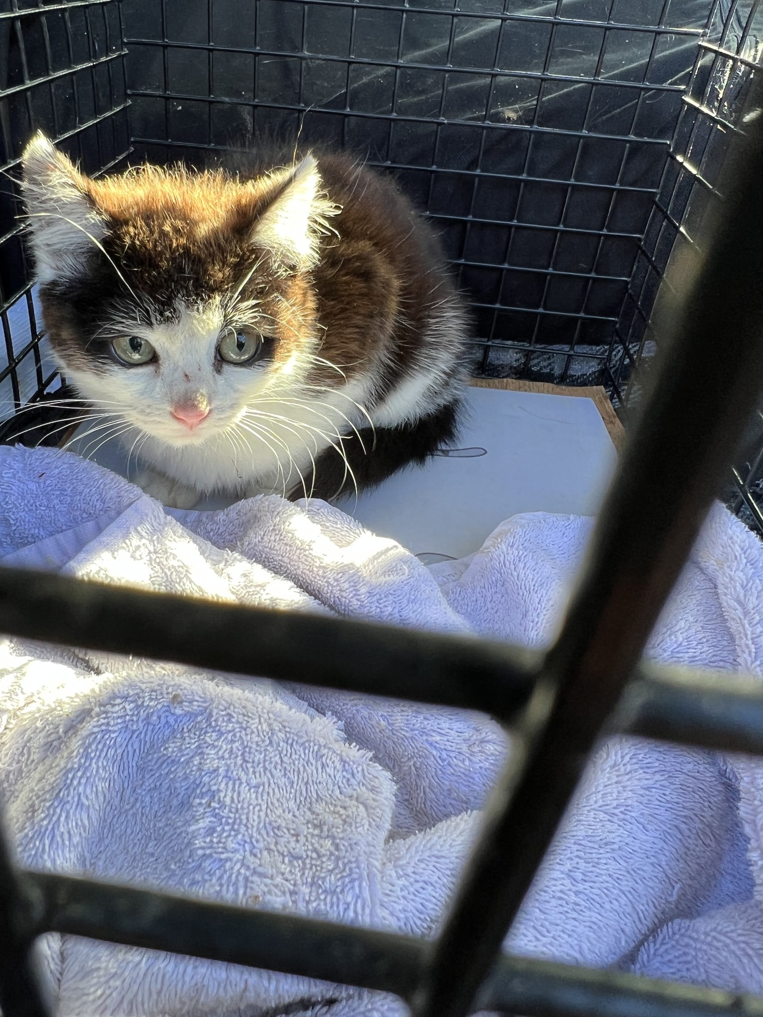 Photo inspiration: Fresh Look at Consett Cat Rescue So We Ve Had A Busy Few