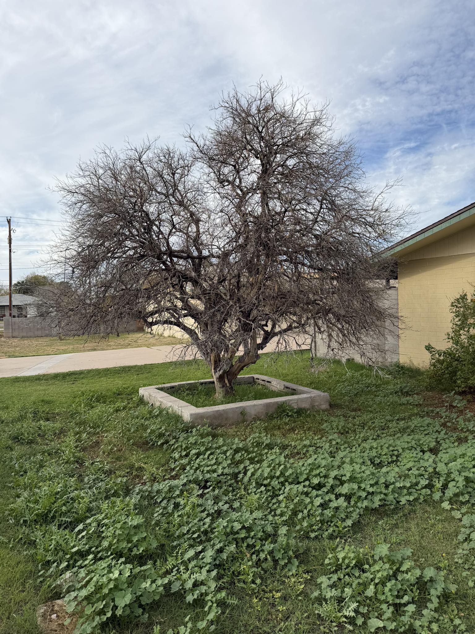 Customer wants to remove the whole tree how much should I charge for ...