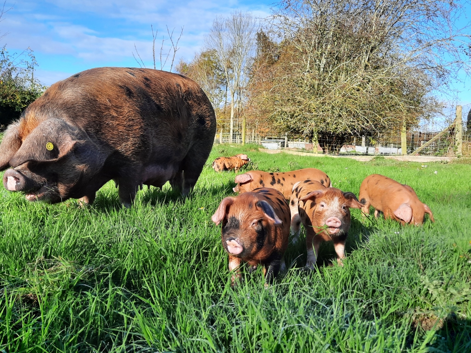 Smallholding Courses Wales