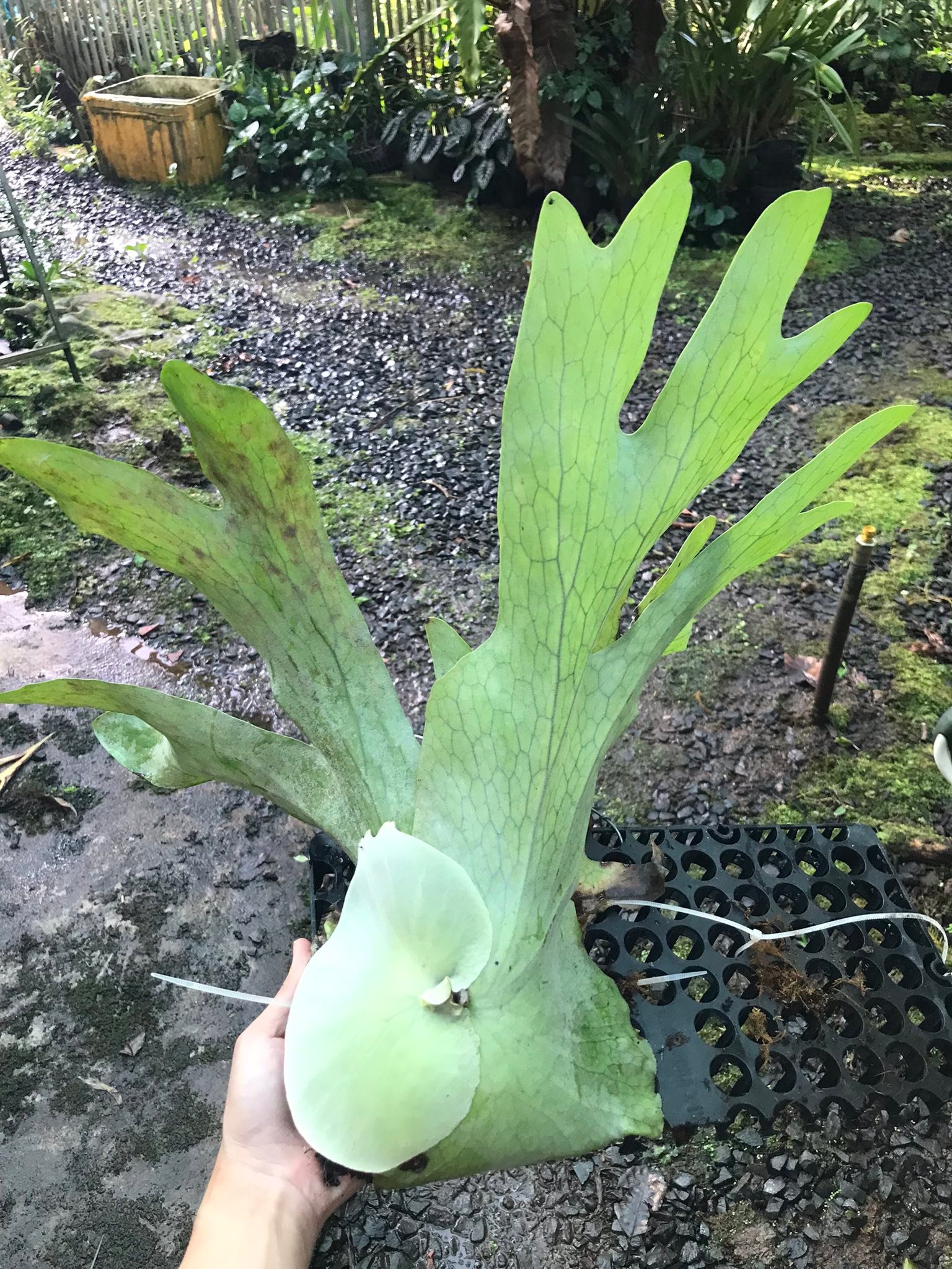Sàn Thương Mại Kiểng Lá - Vietnam Plants Transaction | Em lên ổ rồng ...