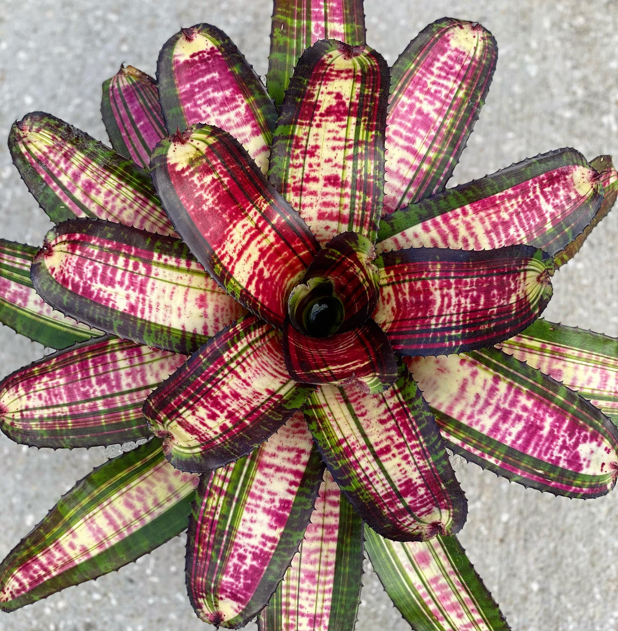 Neoregelia “Strike Force” by Skotak
