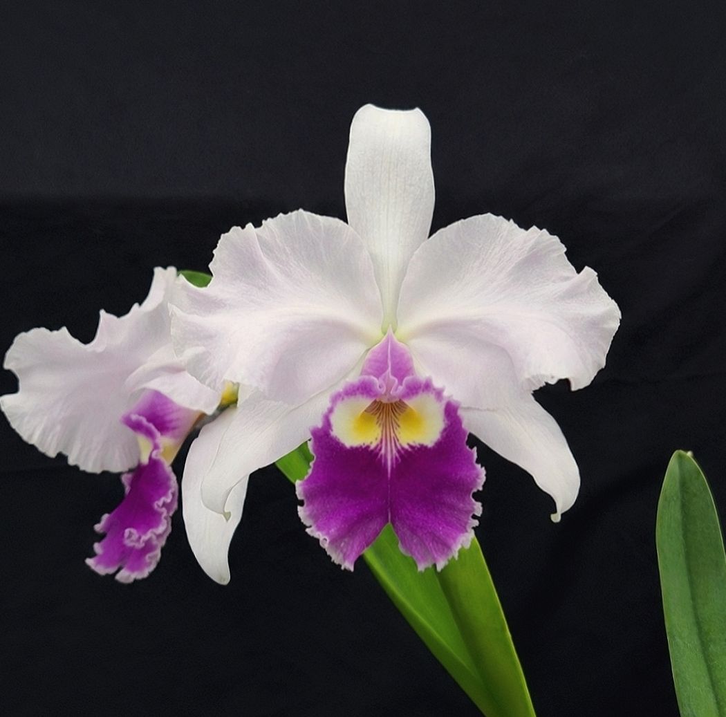 C. warscewiczii f. semi alba 'Kathleen' Can you guess which two C