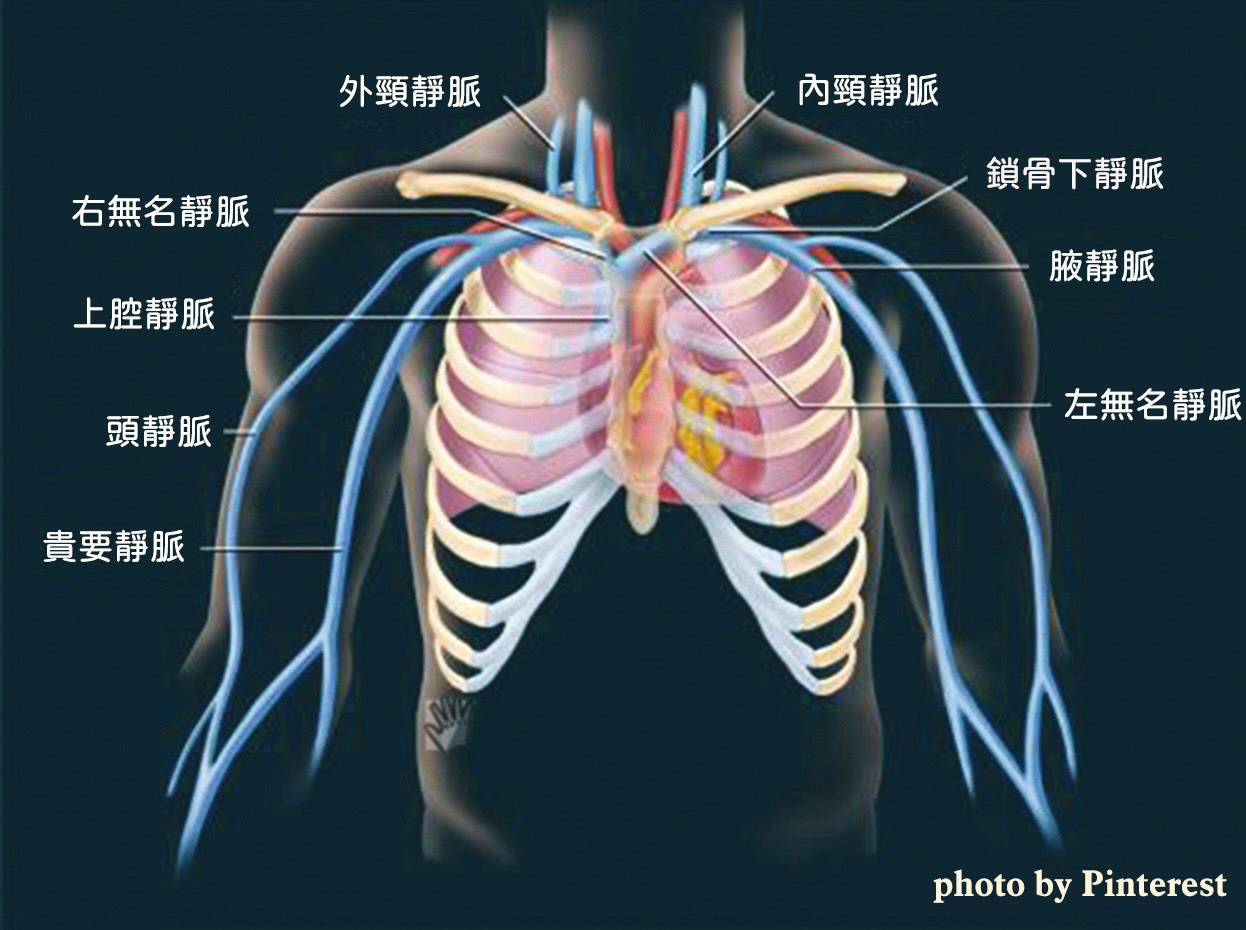 張效煌醫師的心外絮語 左邊的鎖骨下靜脈及無名靜脈比右邊長 相較之下 左邊循環回心臟的途徑比右邊遠 Facebook