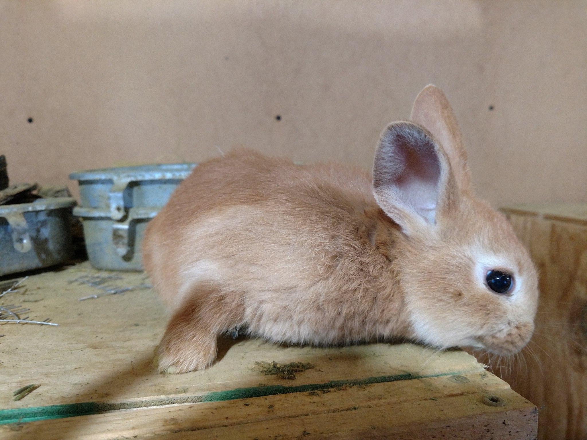 Maple River Rabbitry | Mapleton ND