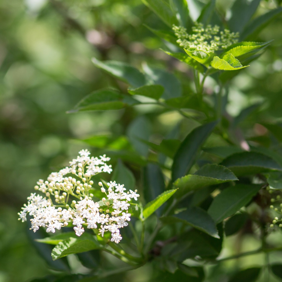 Semi di Sambuco Fiori (Sambucus nigra) - Prezzo €1.75