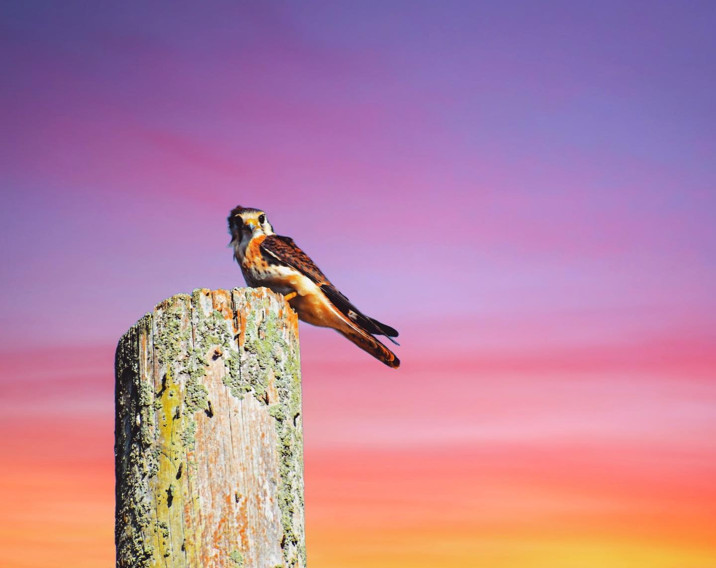 Wildlife Jamaica - American Kestrel (Falco sparverius), sometimes ...
