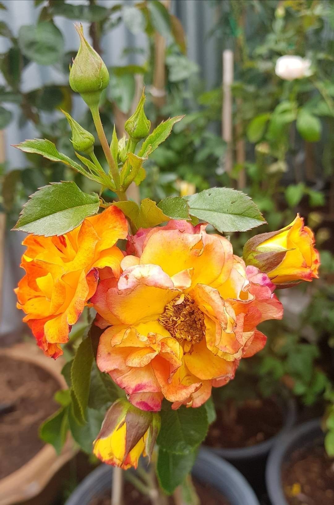 wildcat rose กึ่งเลื้อย ไม้อังกฤษ... - บ้านสวนกุหลาบ by นุช | Facebook