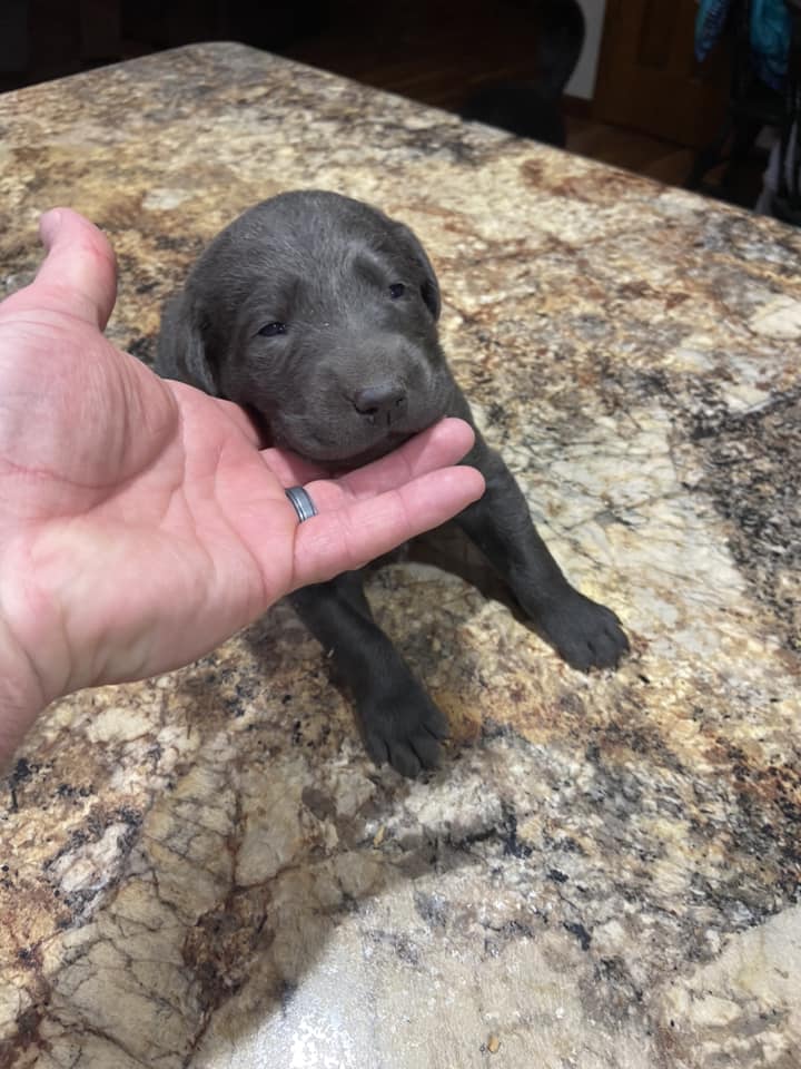 Cook’s Labrador Retrievers