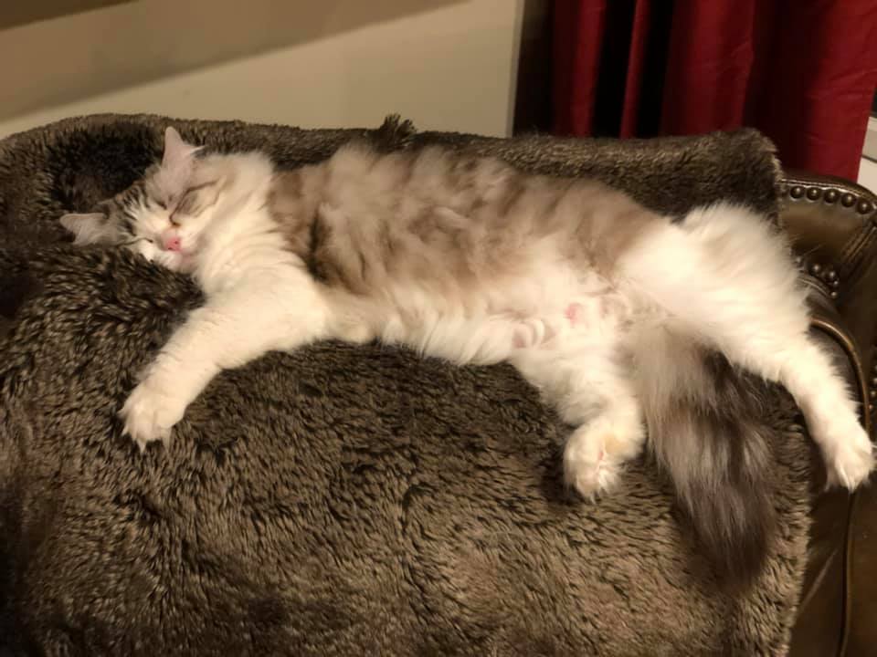 Snowy the lazy lover kitty on his vintage bed frame 😍 #whitecats