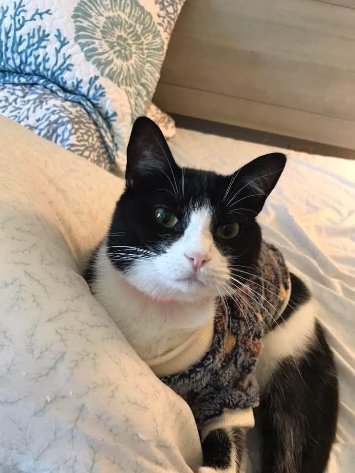tuxedo cat lovers | 𝗪𝗘 𝗔𝗥𝗘 𝗥𝗘𝗠𝗢𝗩𝗜𝗡𝗚 𝗜𝗡𝗔𝗖𝗧𝗜𝗩𝗘 𝗣𝗘𝗢𝗣𝗟𝗘 😊 | Facebook