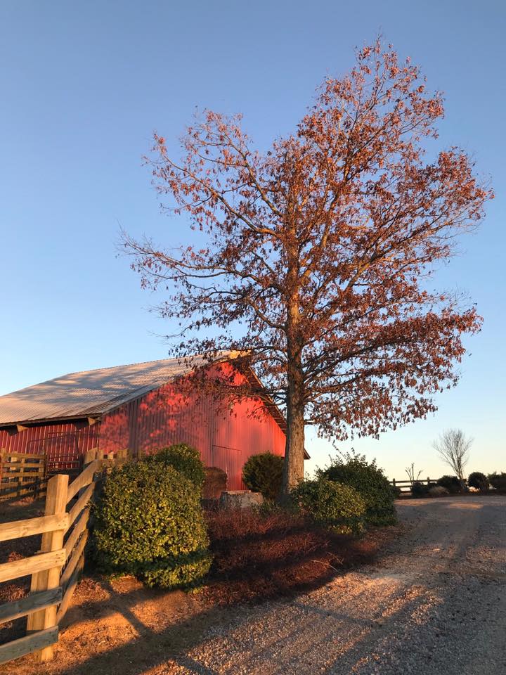 Advantage Tree Service | Blue Ridge GA