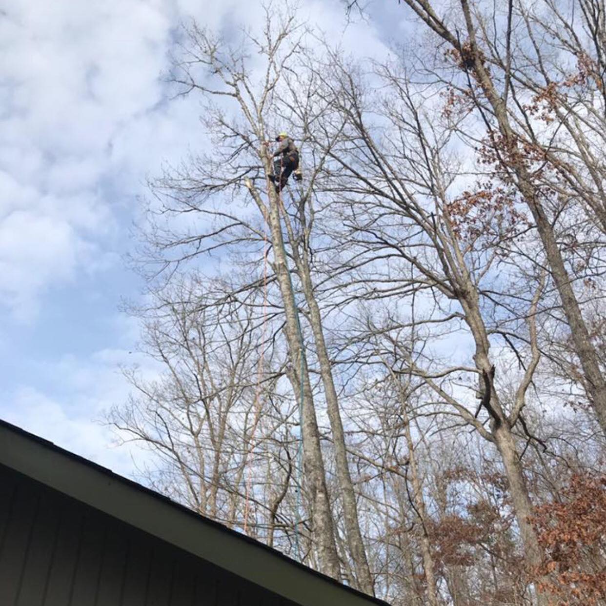 Advantage Tree Service | Blue Ridge GA