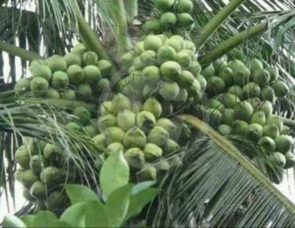 Benih Kelapa Tacunan Ori Thai Borong Item Taman Mentekab Pahang Malaysia Facebook Marketplace Facebook
