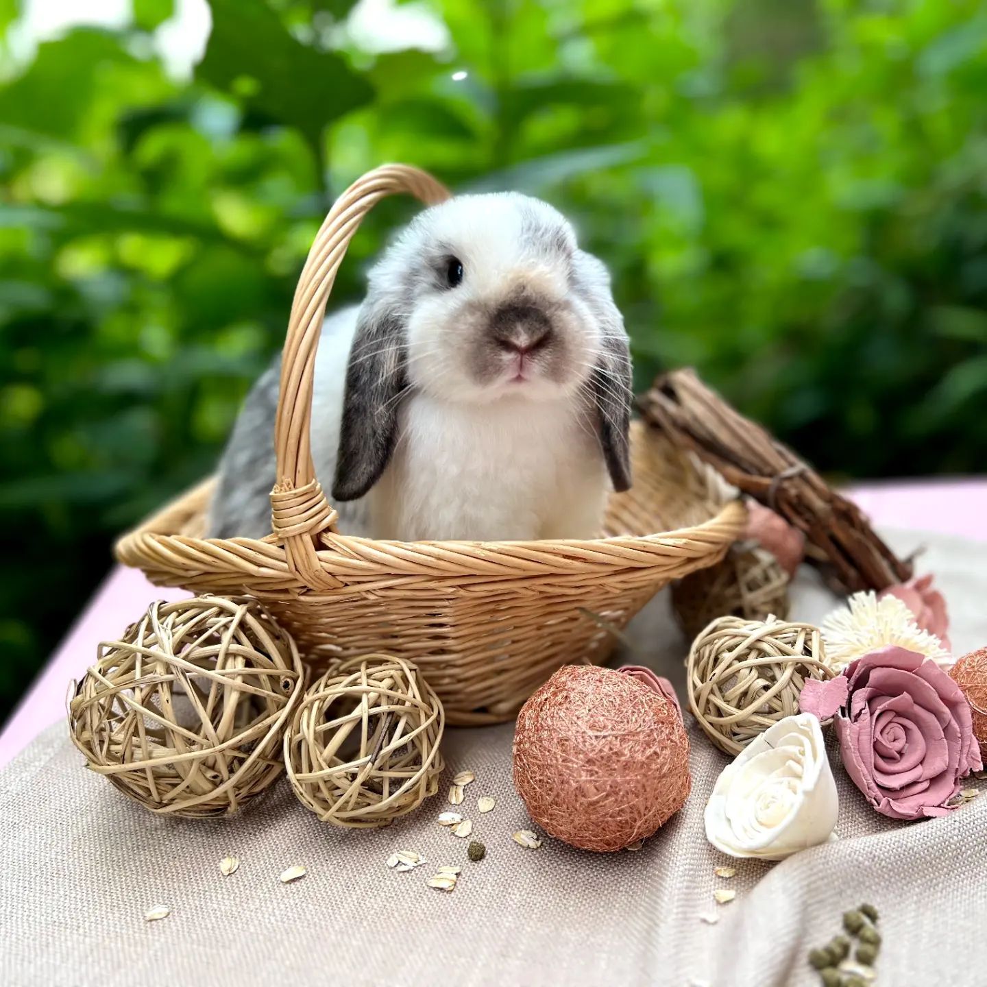 Daydream Rabbits | Pittsboro NC