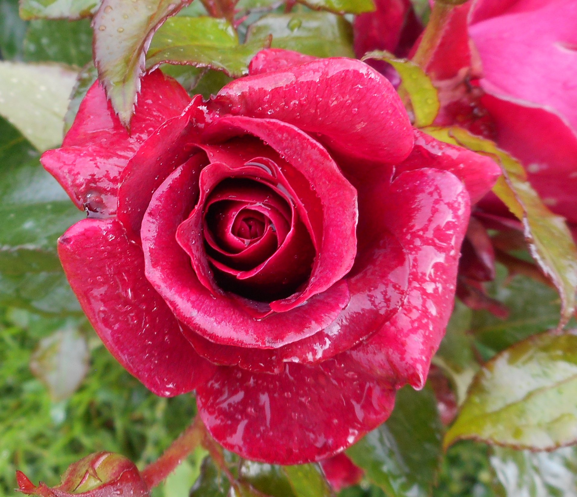 Rankin's Roses - Delbard Avignon Avignon is quite...