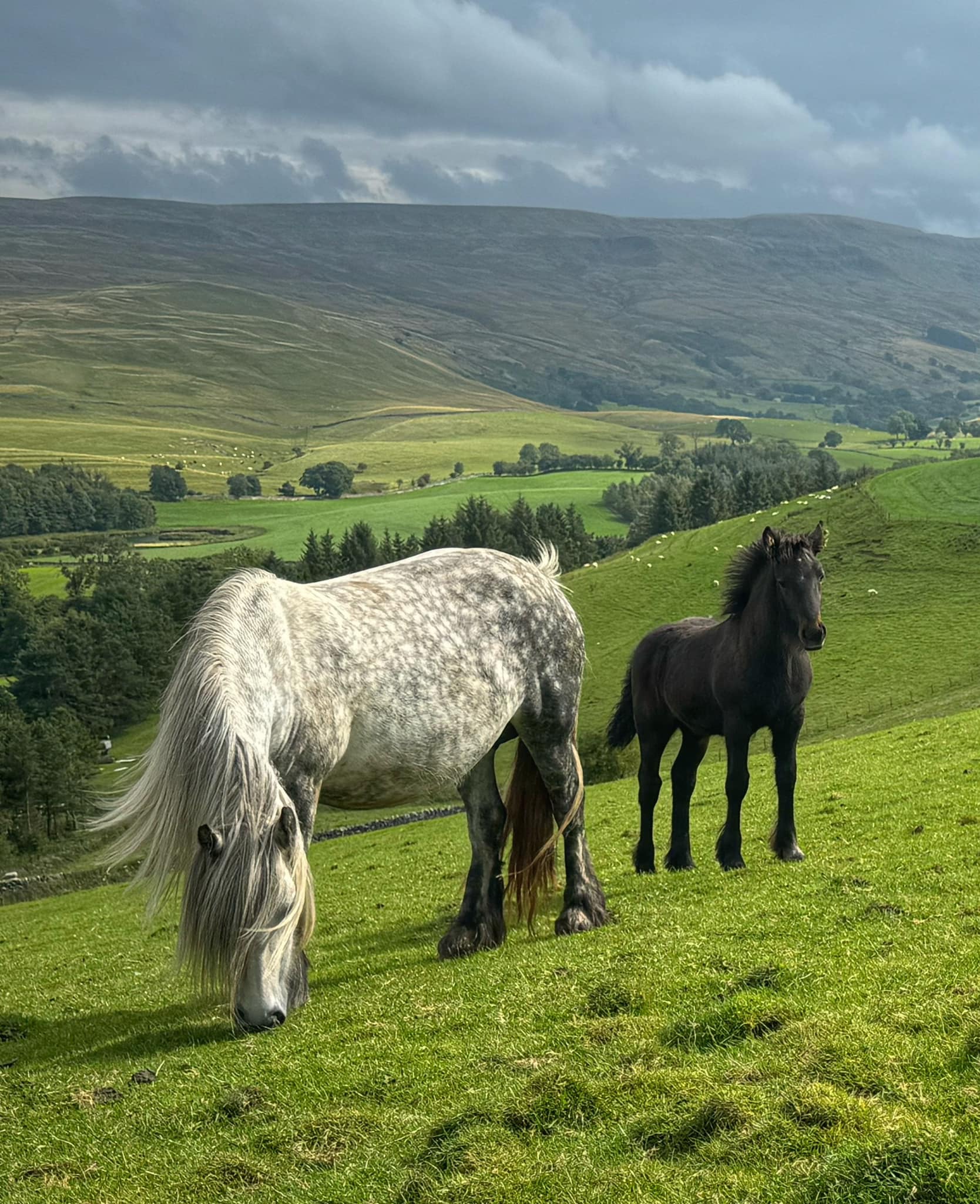 Youngsters available Lammerside Fell Ponies ❤️ Please share