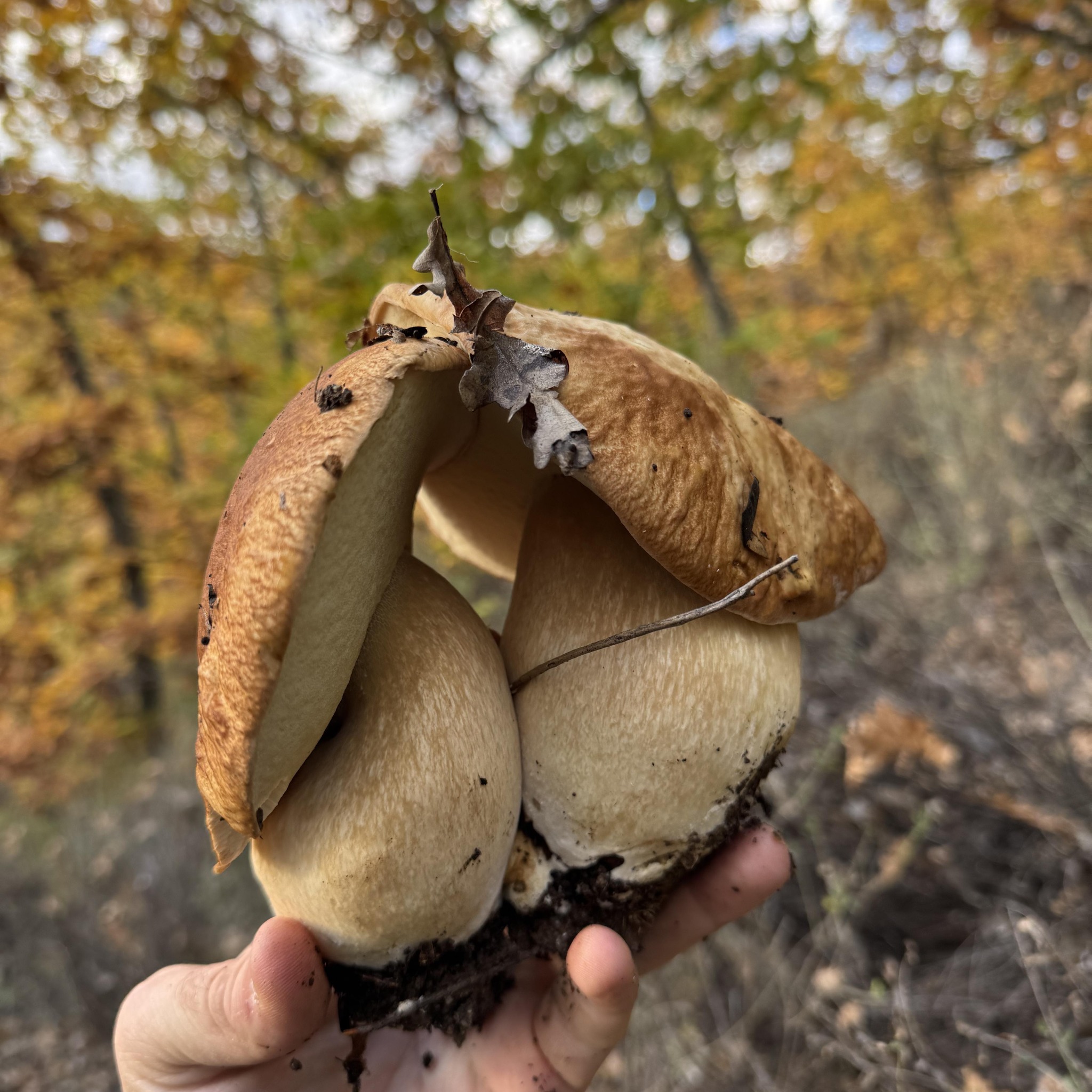 08.10.26 #enjoy 😍 #porcini #photography #boletus #mushrooms #steinpilz ...