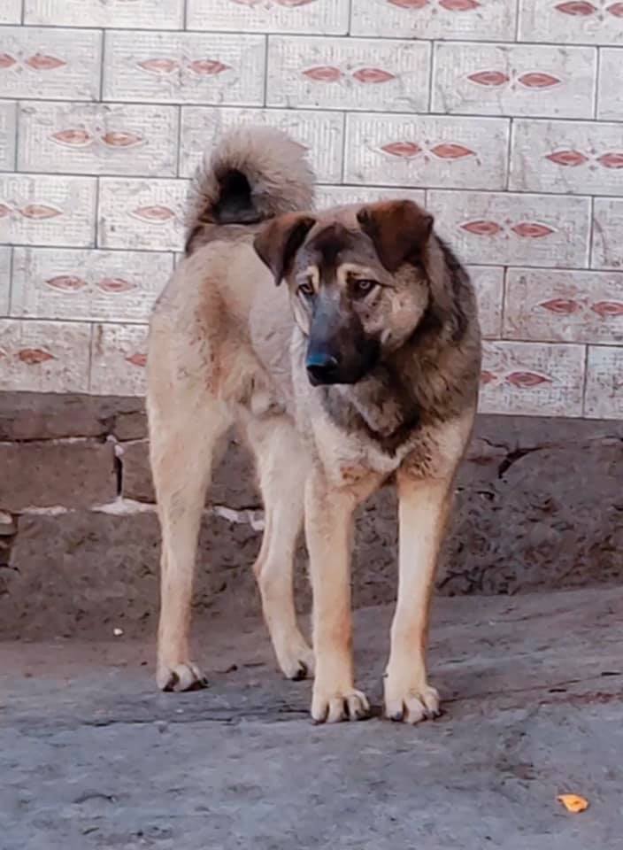 中国太行犬 Chinese Taihang... - 中国太行犬 Chinese Taihang Mountain Dog | Facebook