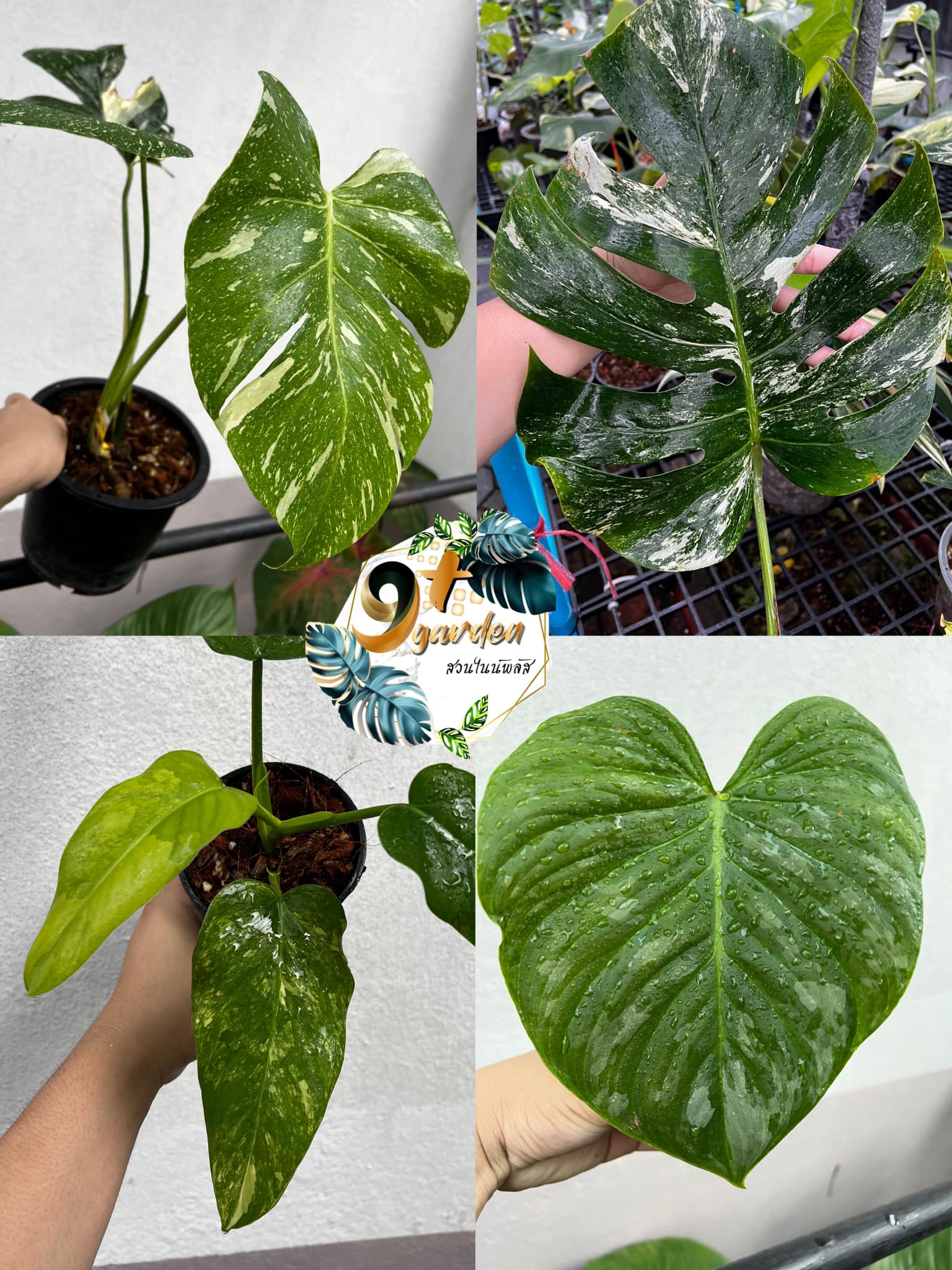 📌ไม้สะสม 20 รายการ... - สวนไนน์พลัส Nine Plus Garden | Facebook