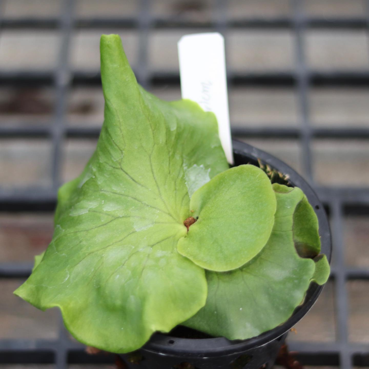 kin norn thick leaf#2 ビカクシダ pup ② 公式WEBショップ