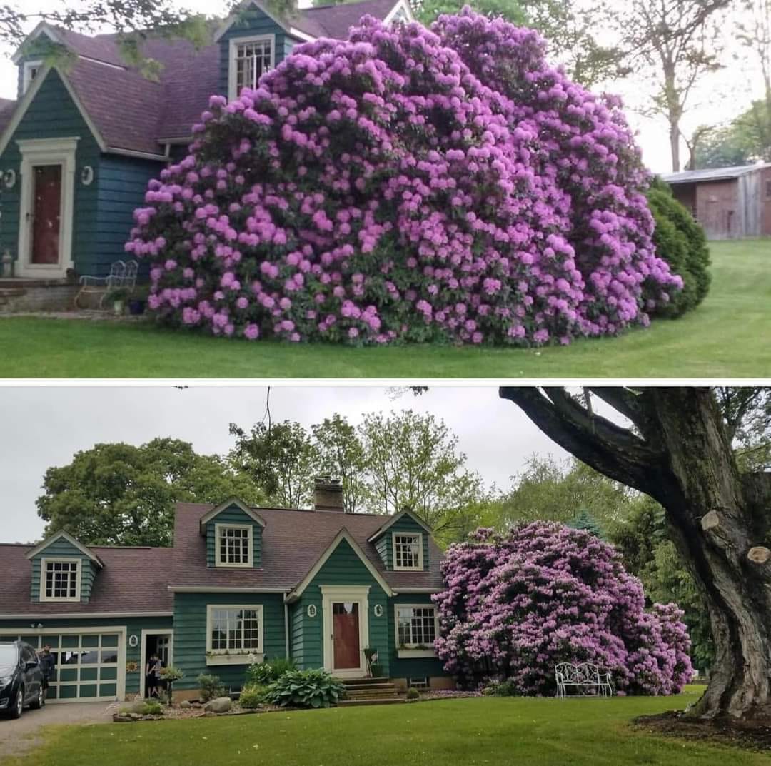 ※*！様 House on the Hill ParentPants Flowe My parents 1940 home and their giant Rhododendron bush!