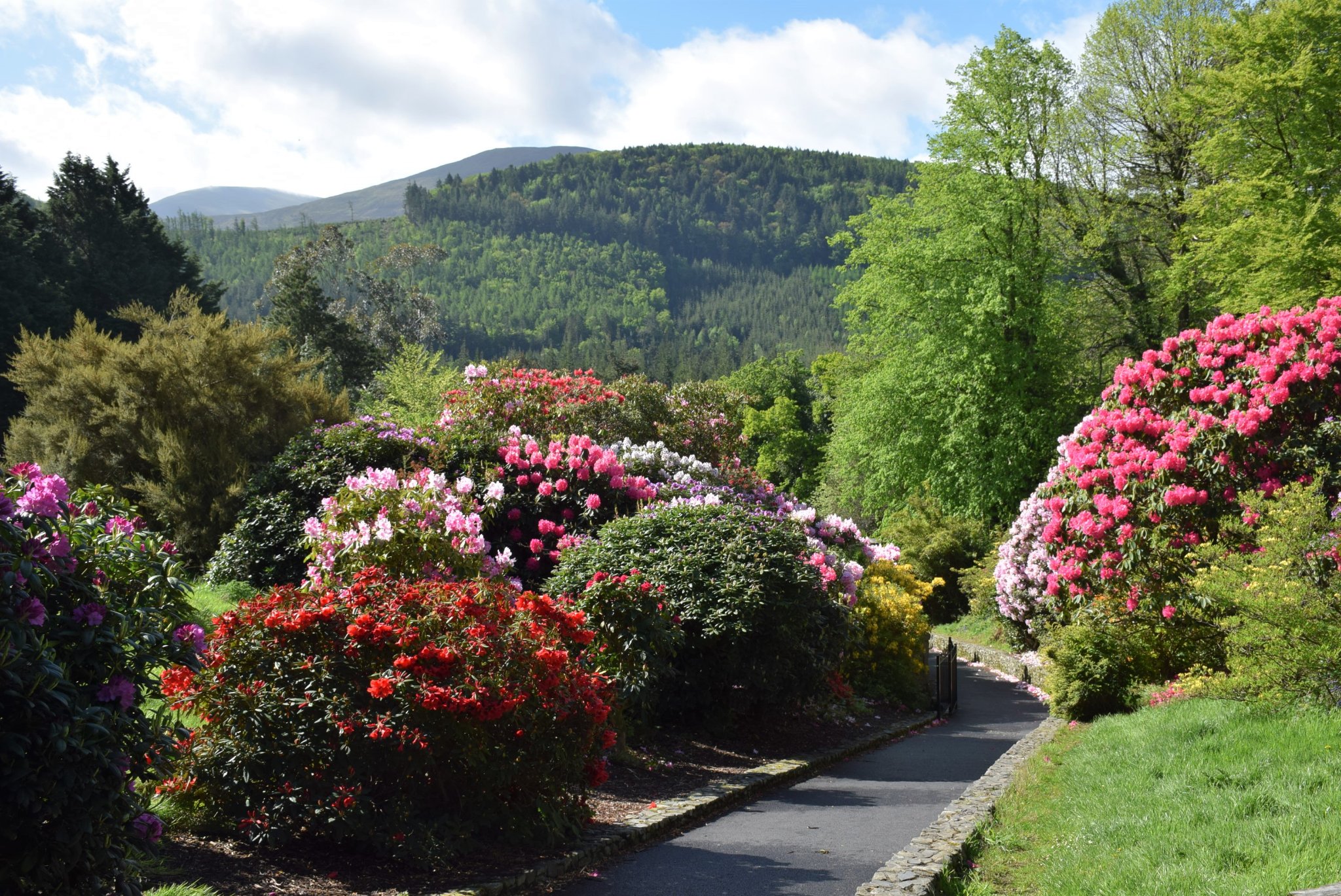 The Azalea Walk,... - History of Newcastle, Co. Down | Facebook