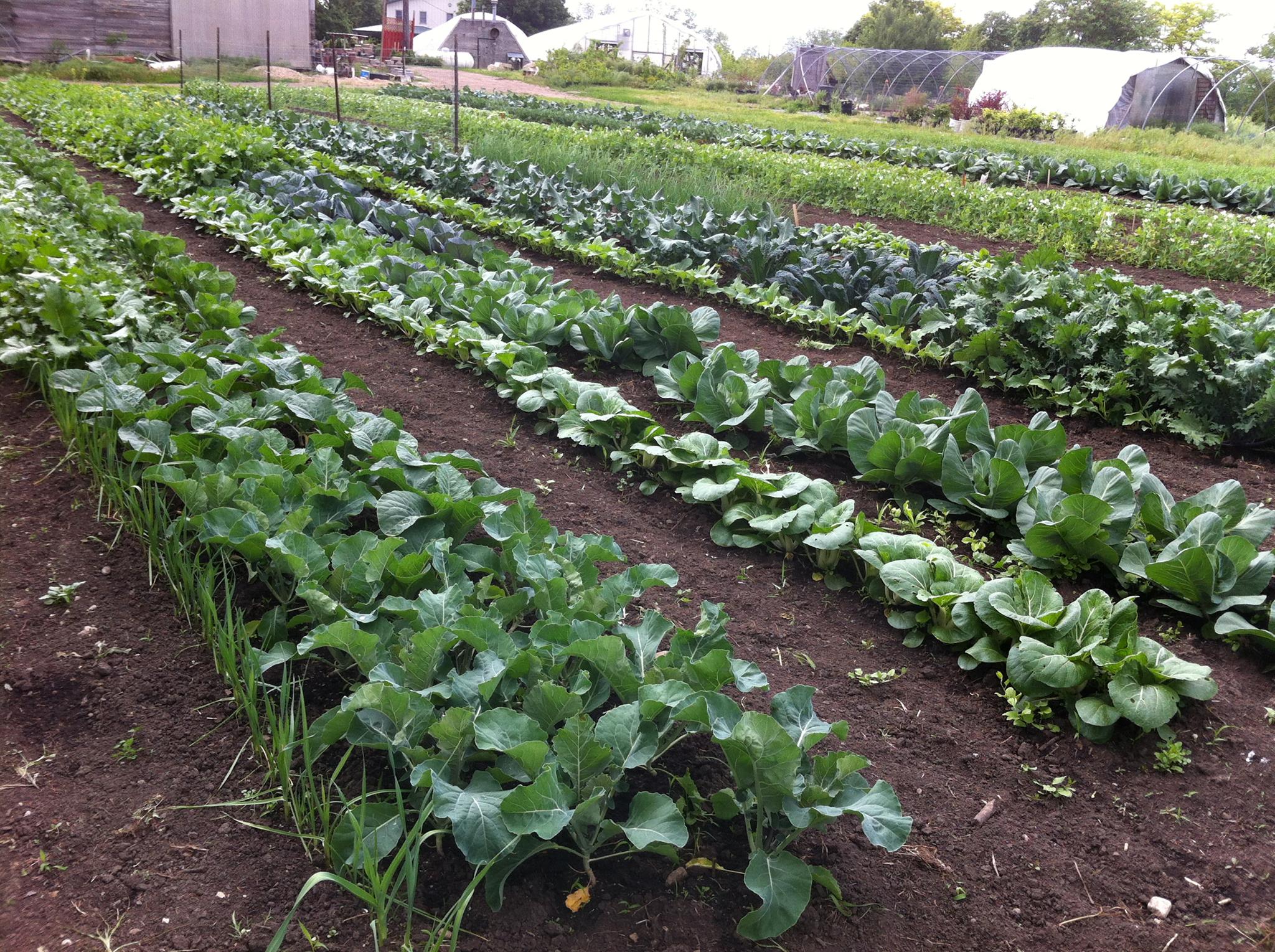 Spring Bluff CSA | Sugar Grove IL