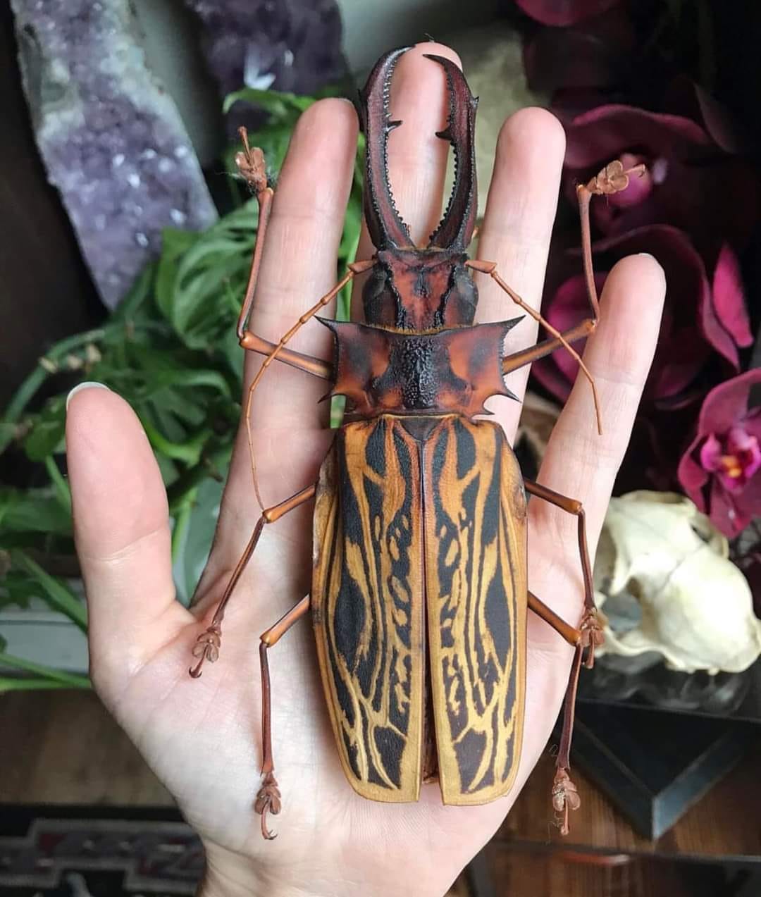 Sabertooth Longhorn Beetle (Macrodontia cervicornis): Up to 17.5cm